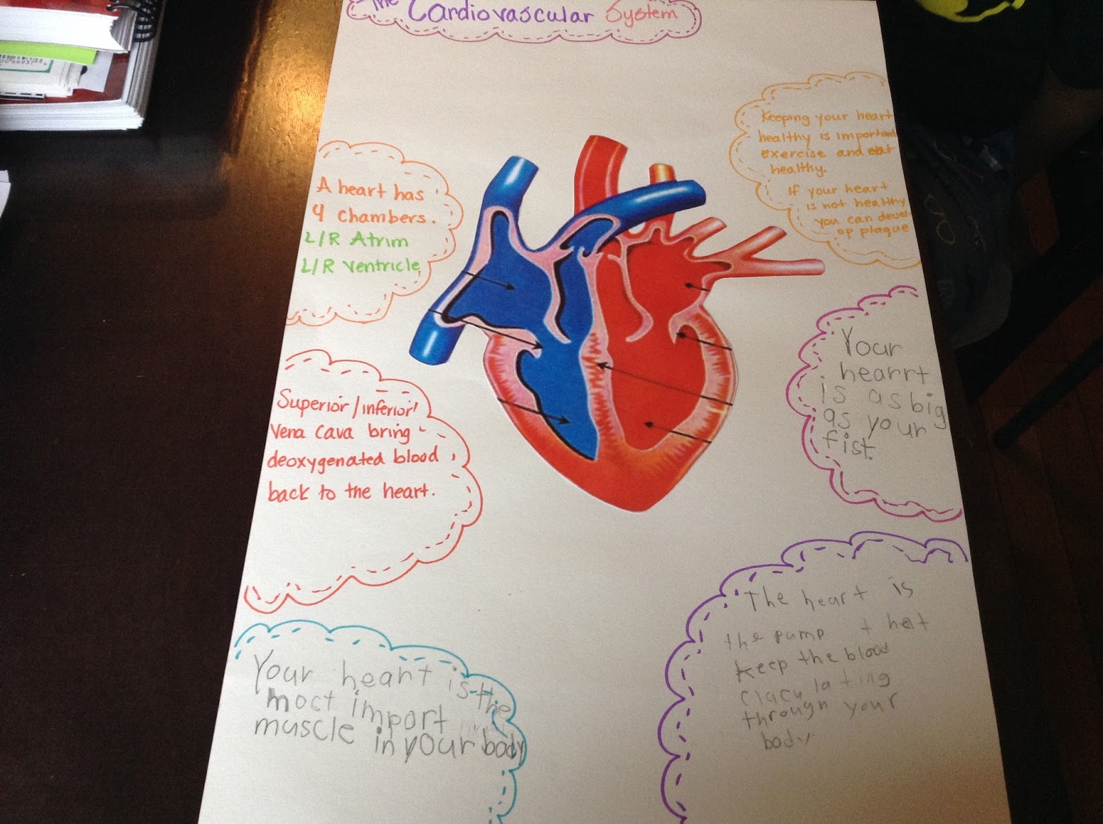 Circulatory System Activity Sheet