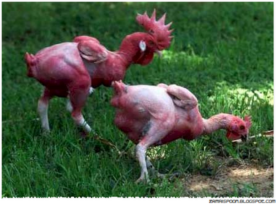 Ayam Pelik Tanpa Bulu - Gaban Comel
