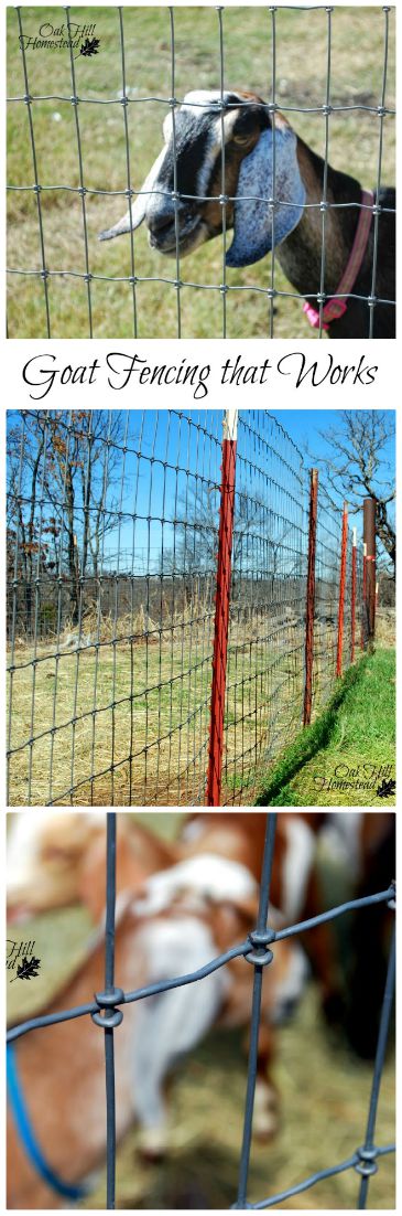 The Most Effective Fencing To Keep Goats In Their Pen Oak Hill The Most Effective Fencing To Keep Goats In Their Pen Oak Hill