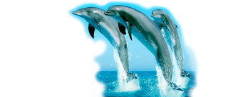 Delfin.png