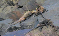 Iguanas ready for a fight to the finish on Isabela with indifferent bystanders on Isabela.