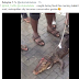 Crocodile killed after it was spotted in floodwater at Lekki today (Photos)