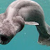 Край Португалия уловиха екземпляр от рядката мантиева акула