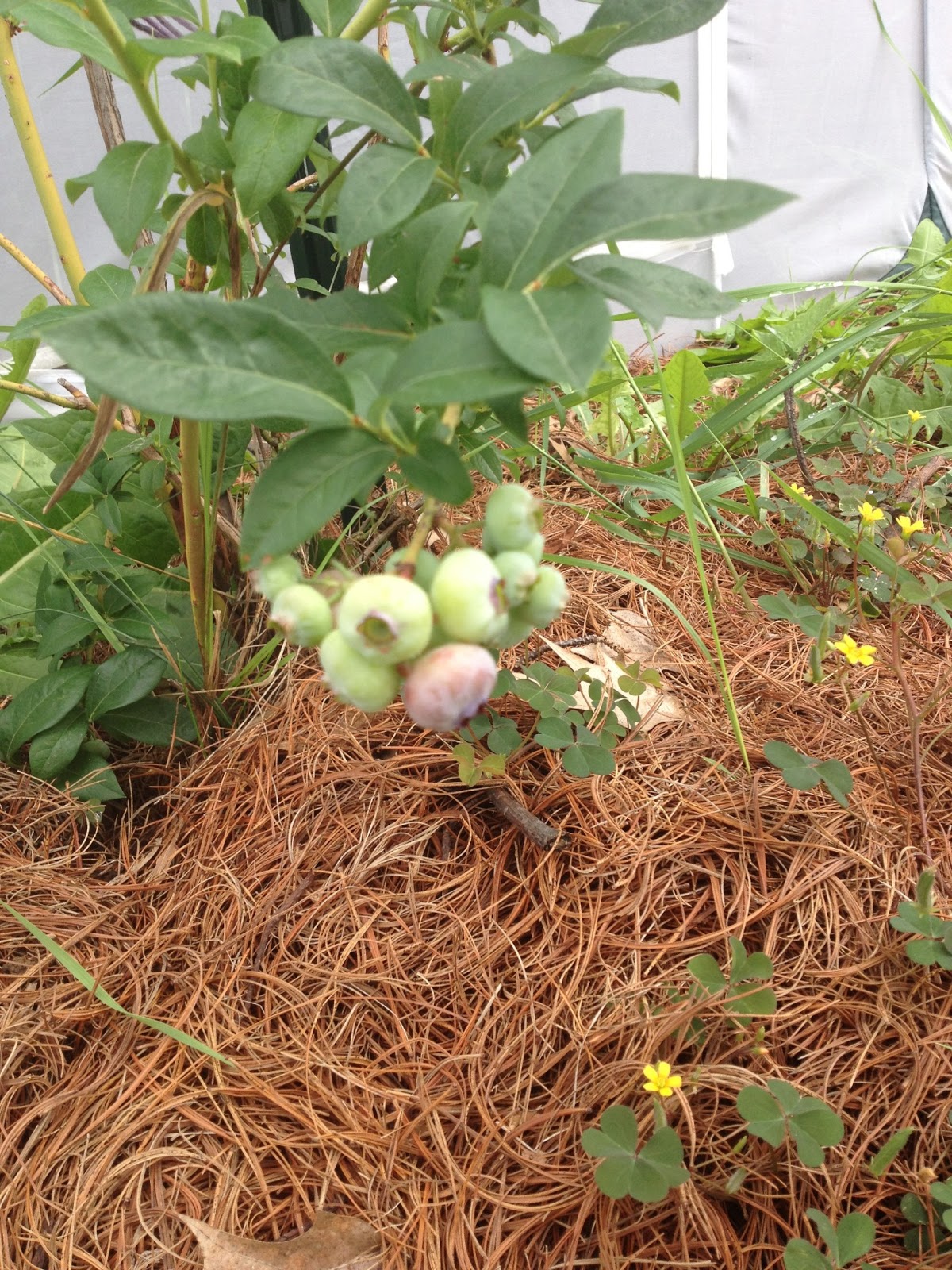 Fast, Cheap, and Good: Sustainability, One Choice at a Time: Mulch, Part II