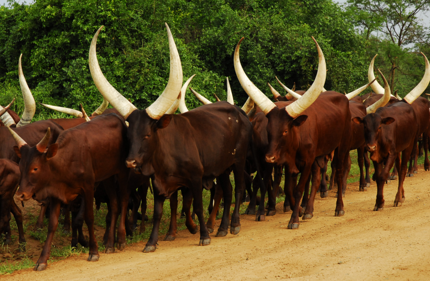 Quiero Tener VACAS ANKOLE WATUSI ForoCoches quiero-tener-vacas-ankole-watusi-forocoches