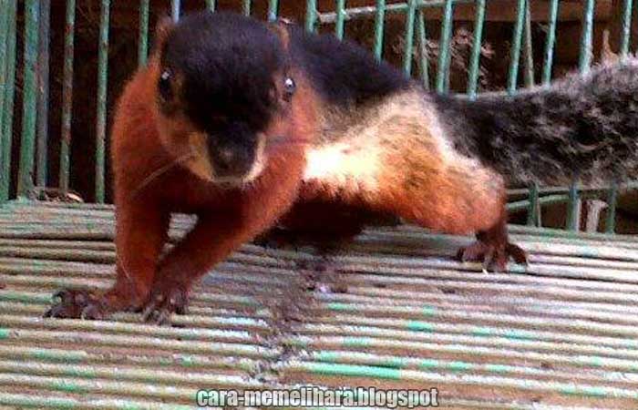 memilih jenis alas kandang bajing dan sugar glider yang tepat memilih jenis alas kandang bajing dan sugar glider yang tepat