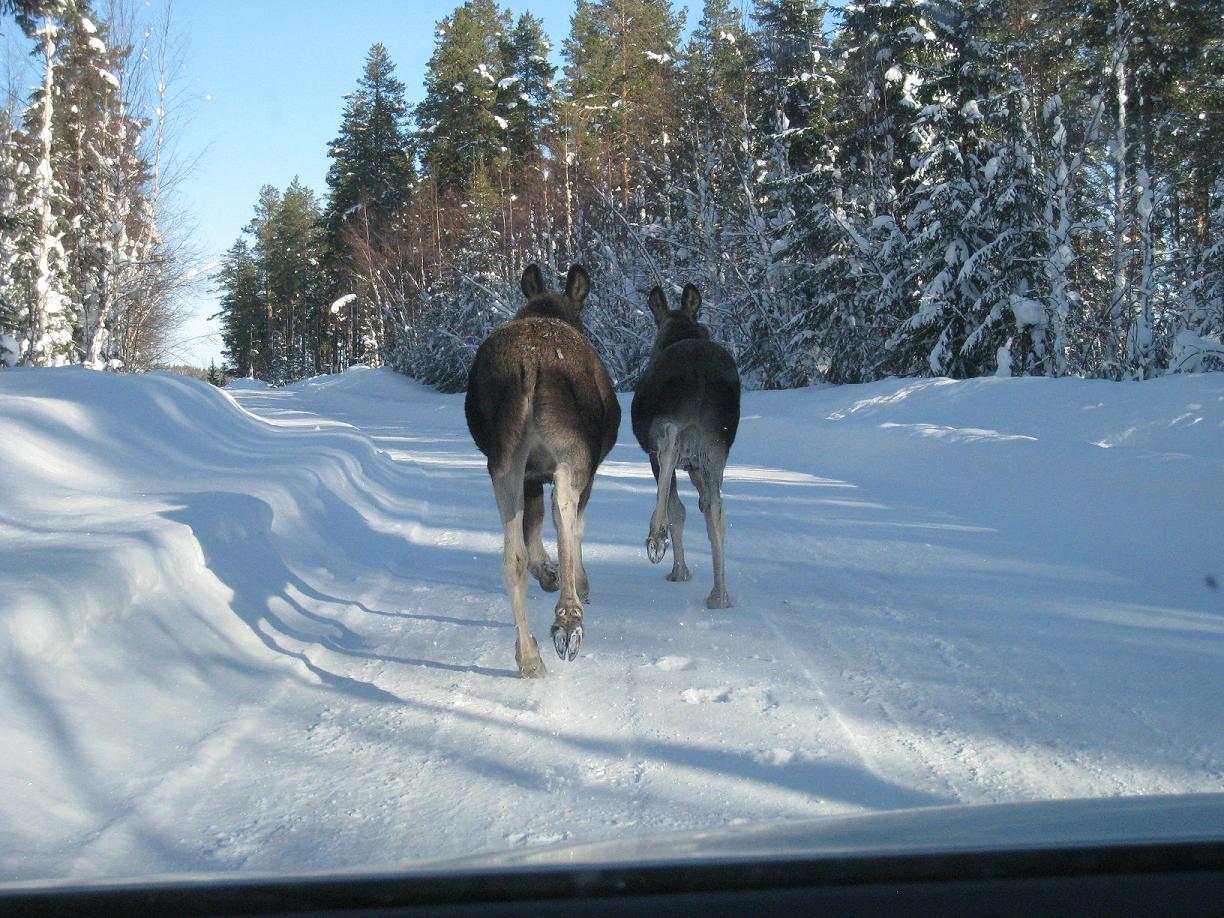 Anitas betraktelser.. Älgar på vägen..