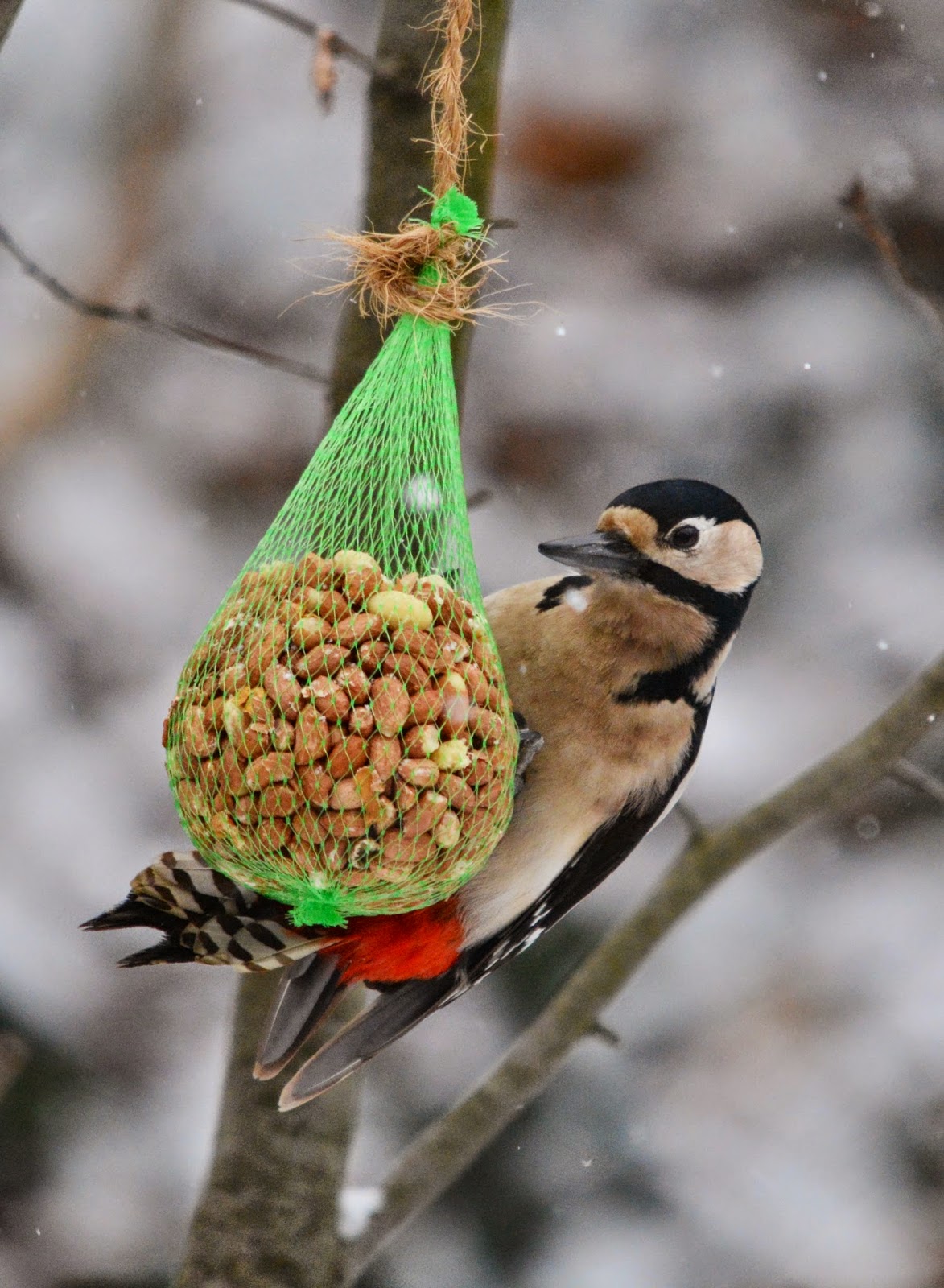 Woodpeckers Of Europe Great Spotted Woodpecker eating peanuts
