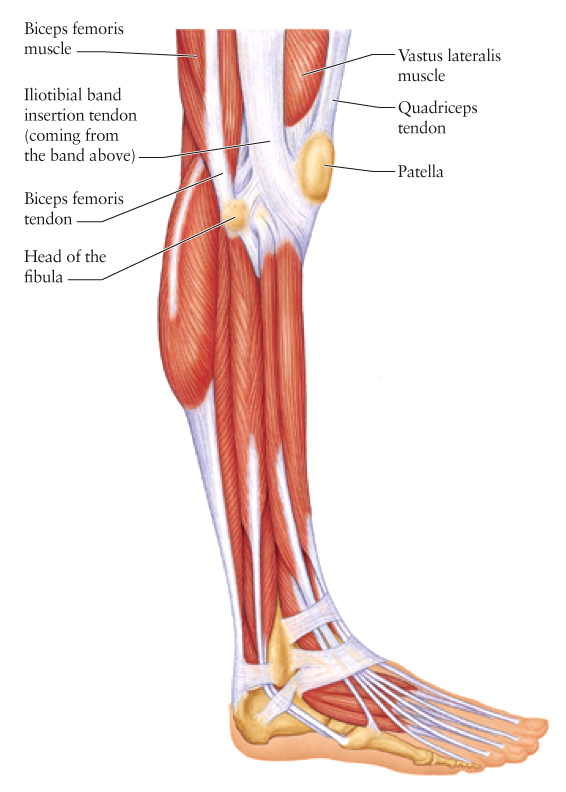 Human Anatomy for the Artist: October 2011