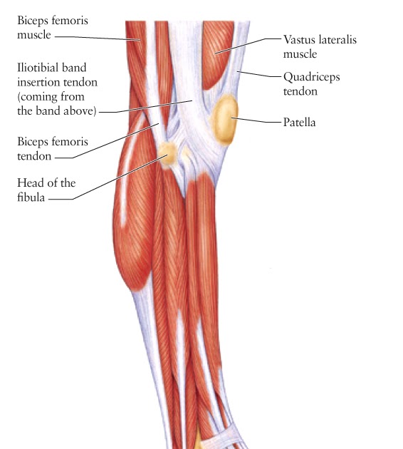 Anatomy Of Upper Leg Muscles And Tendons - Leave a Reply Cancel reply