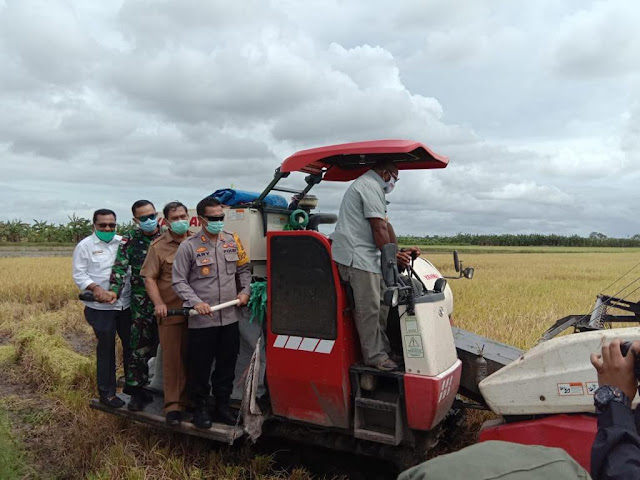 Tidak Panen Tepat Waktu, Petani di Merauke Keluhkan Kurangnya Mesin Perontok Padi Tidak Panen Tepat Waktu, Petani di Merauke Keluhkan Kurangnya Mesin Perontok Padi