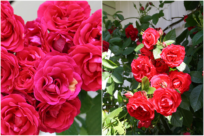 Frk. Anemone: Mine roser