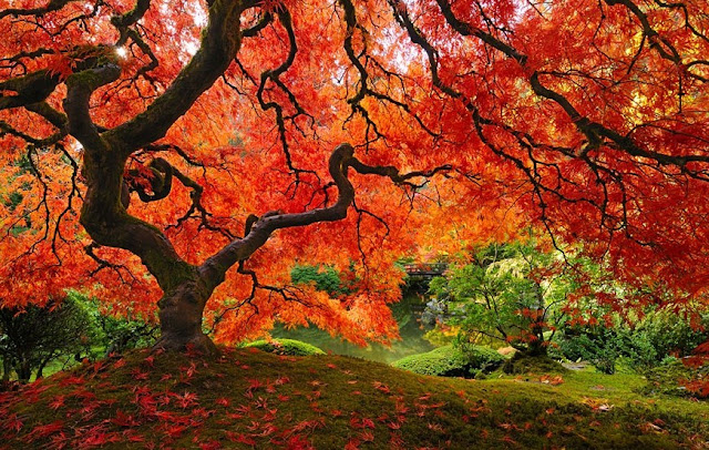 A Japanese Maple Tree in Oregon-USA A Japanese Maple Tree in Oregon-USA