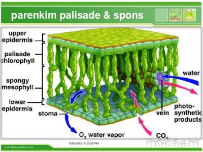 Struktur dan Fungsi Jaringan Tumbuhan