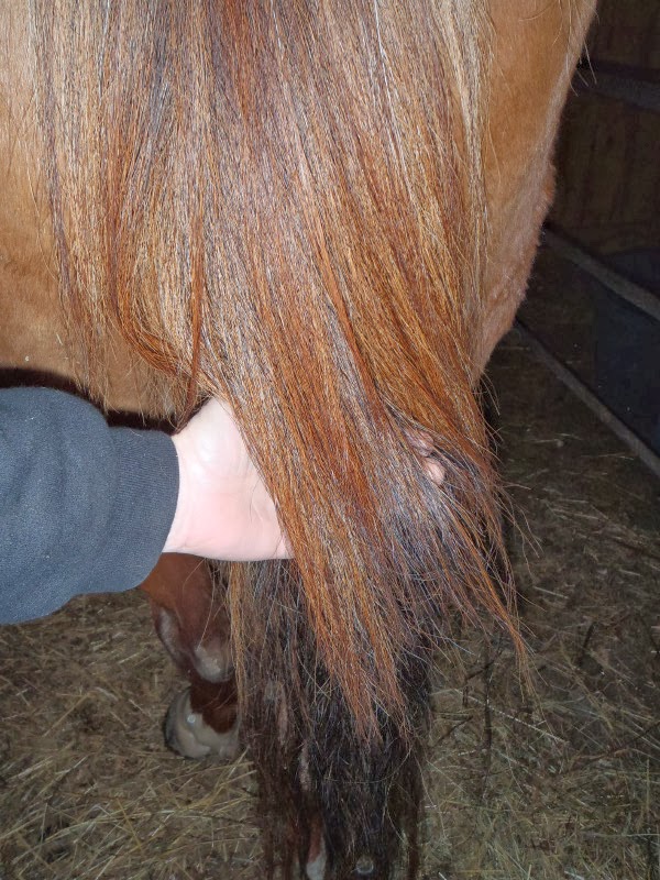 The Twin Tiers Horse Mystery Solved