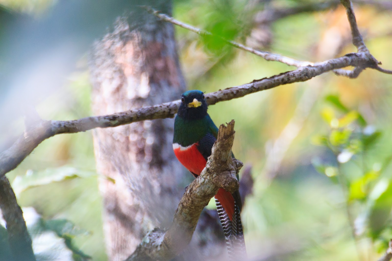 the 501birder the best christmas birdcount in belize the christmas birdcount
