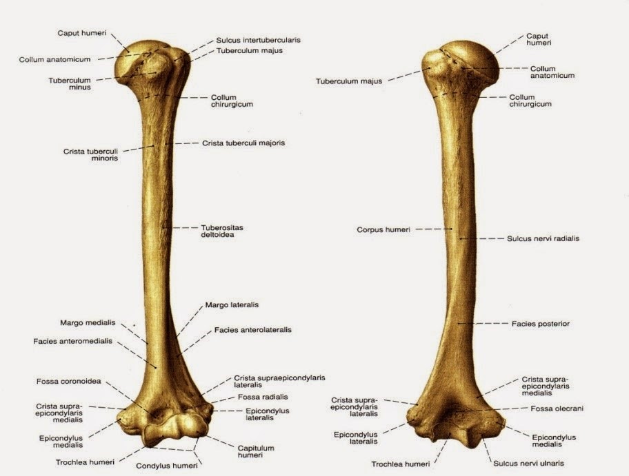 Sulcus nervi radialis. Tuberculum majus humeri. борозда лучевого нерва плечевой кости. Sulcus nervi radialis. Sulcus nervi radialis.