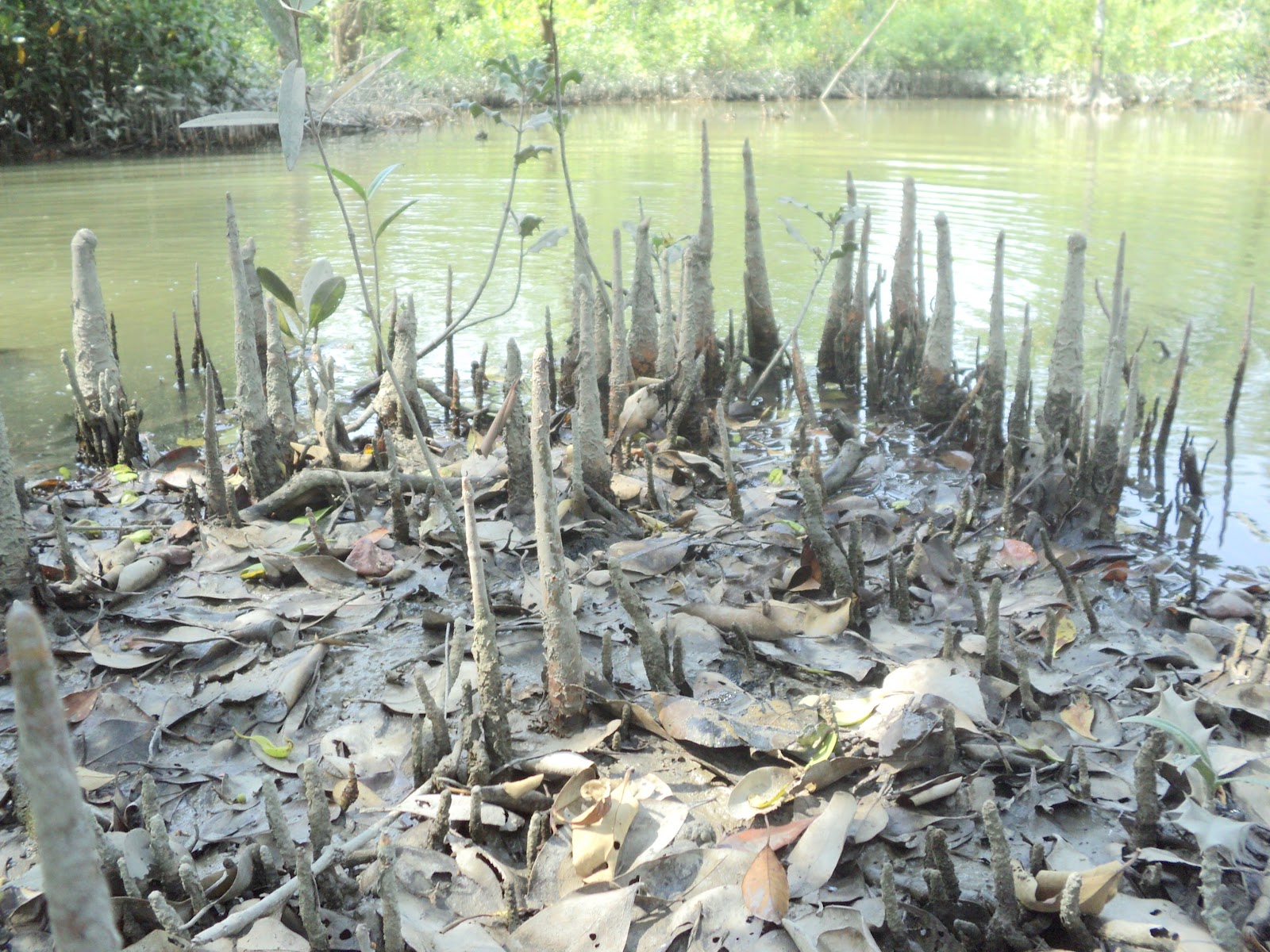 Beauties of Bangladesh: Sundarban