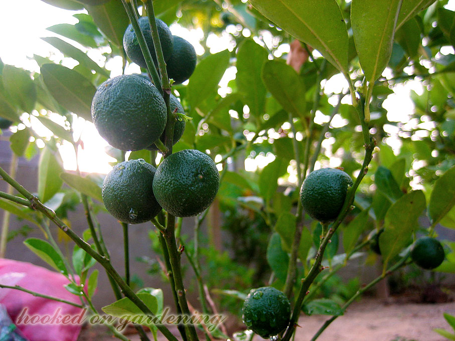 Hooked on Gardening My Mom's Fruitbearing Plants