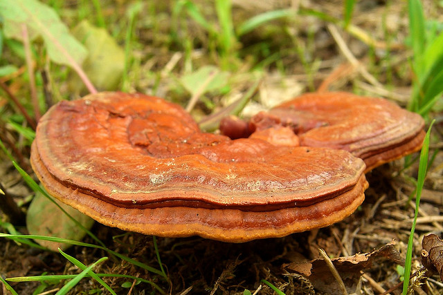 Reishi Mushroom Ganoderma Lucidum Reishi Mushroom Ganoderma Lucidum