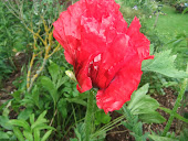 Red Oriental Poppy