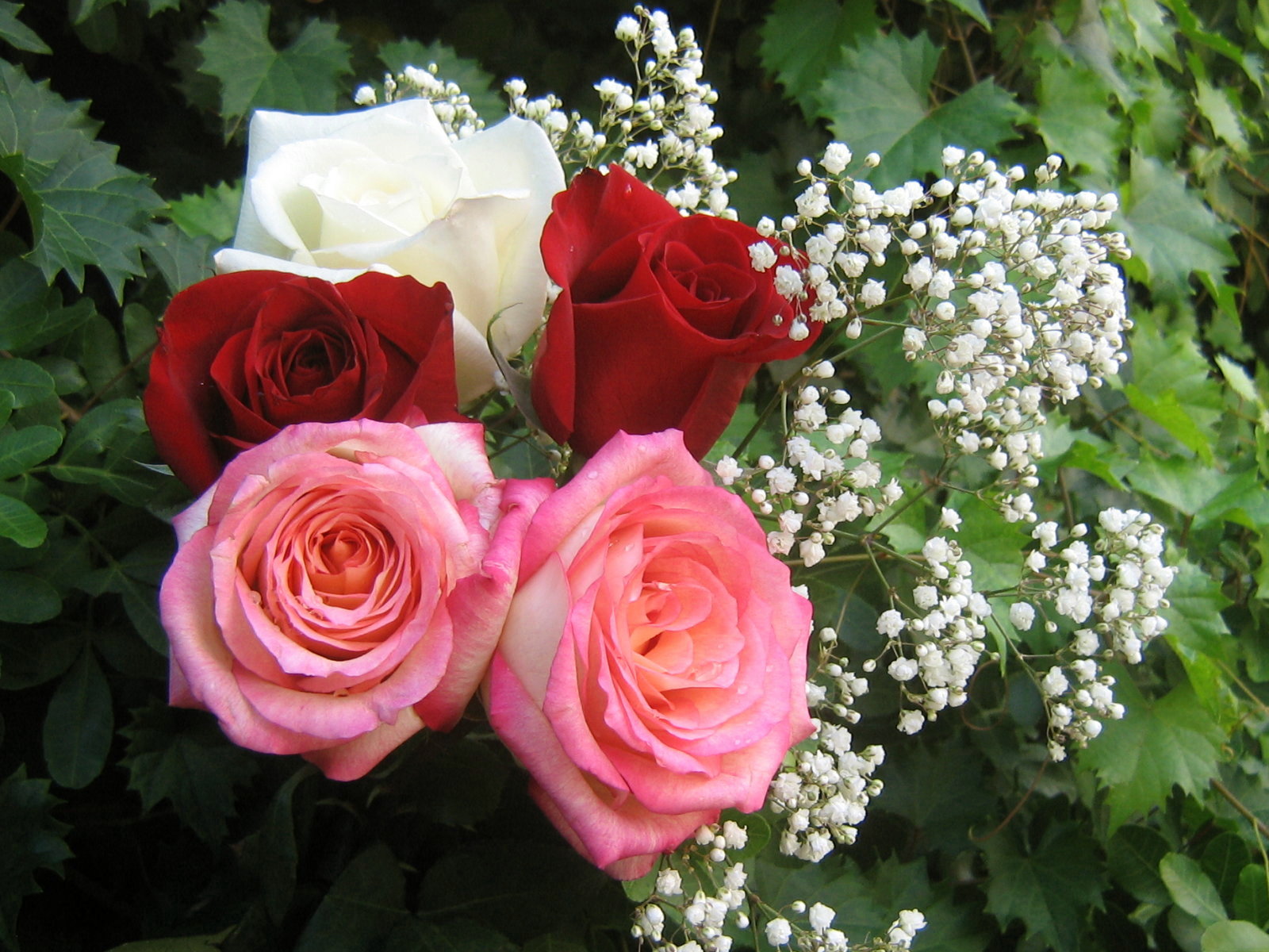 Pretty Rose Pictures
