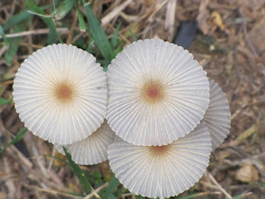 "Pleated" Wild Mushrooms