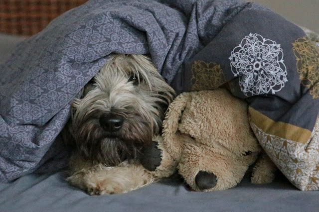 523. 527. Tag Wer hat Angst vorm Schwarzen Mann?! Hundeblog My