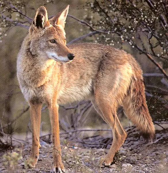 Goat Predator wild coyotes, coyotes, goat predators, kinds of predators which attack goats