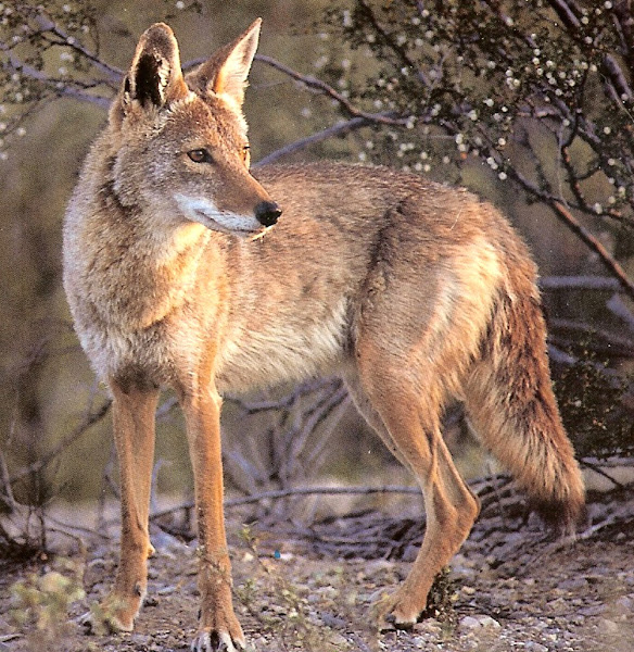 wild coyotes, coyotes, goat predators, kinds of predators which attack goats