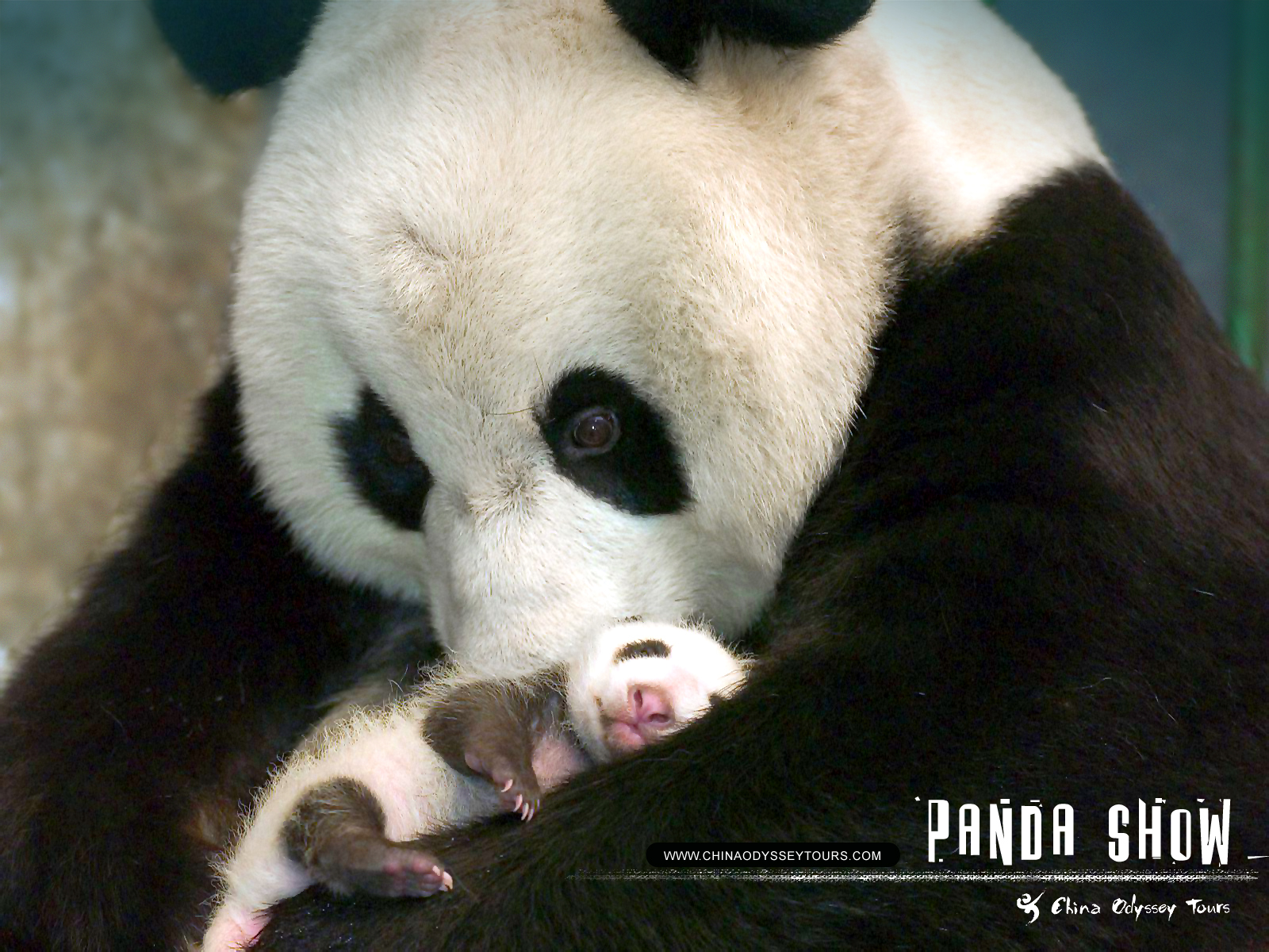 Funny Cute Panda Wallpaper Funny Animal
