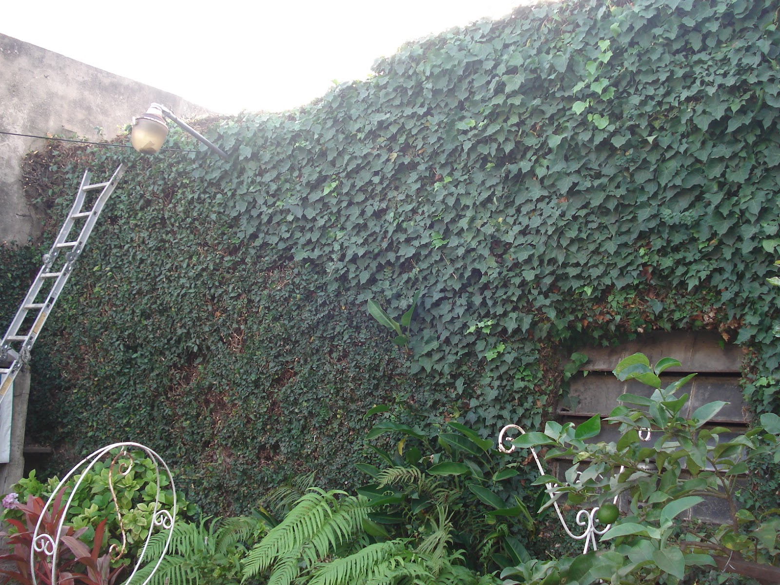 Reverdir **JARDINERIA Y PAISAJISMO**: PODA ENREDADERAS. Enamorada y hiedra.