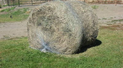 save-and-time-with-nag-bag-slow-feeder-hay-nets_3231994.jpg