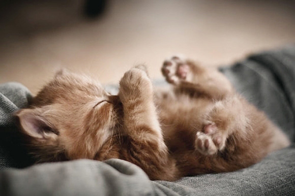 10 Gambar Kucing Tidur Yang Lucu