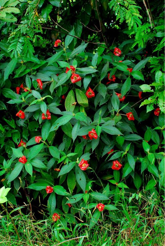 Todo dia é dia de jardinar: Lábios de prostituta,que flor é essa?