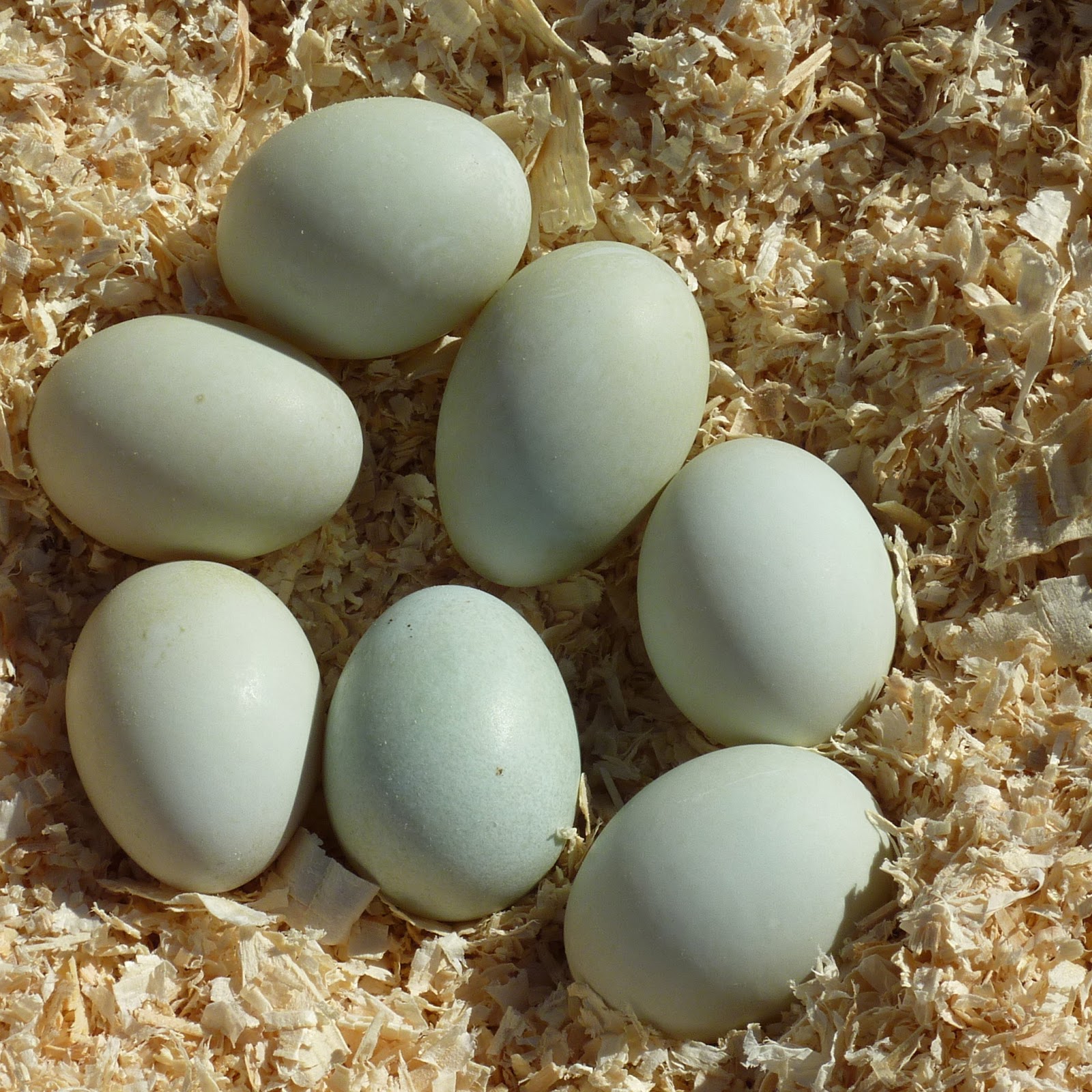 Купить яйцо мускусной. Инкубационное яйцо индоутки. Инкубационное яйцо мускусной утки. Яйца утки Араукана.