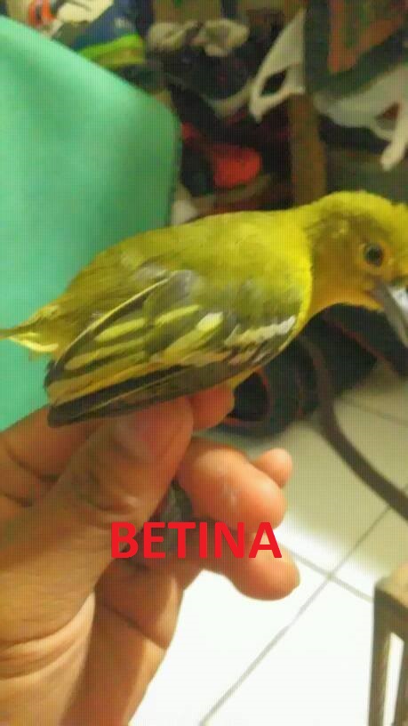 Kicau Dotnet Perbedaan Cipoh Jantan Dan Betina