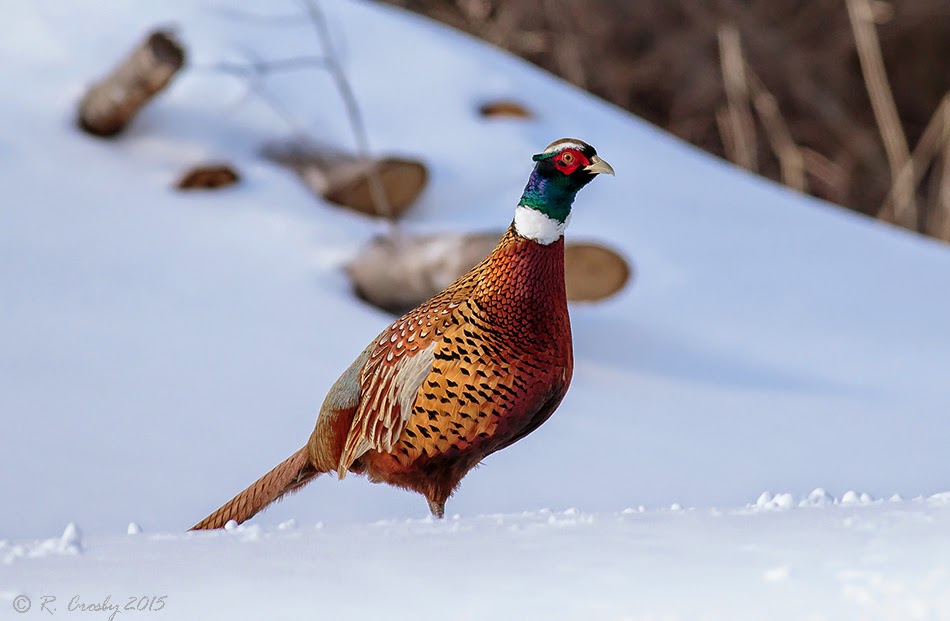 South Shore Birder: Pheasant in the Snow