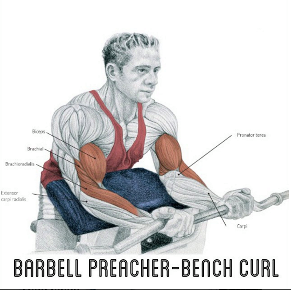 Barbell preacher bench curl Everything About Fitness