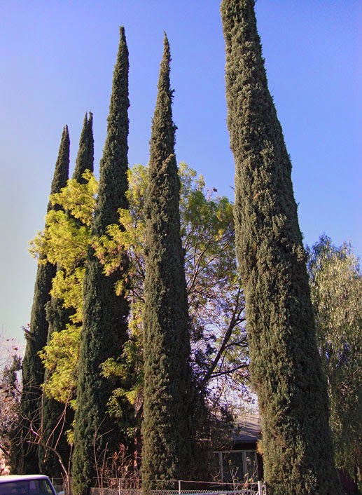 Italian Cypress trees