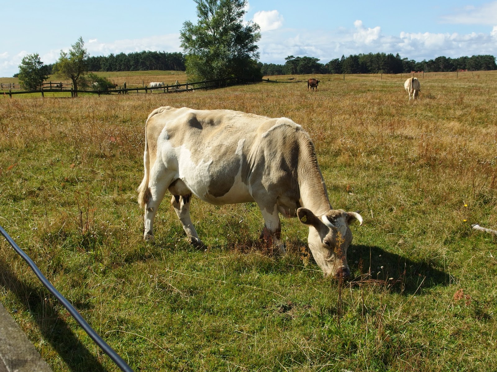 Inget nytt under solen Dag Hammarskjöld
