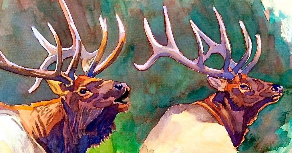 Elk Studies Watercolor