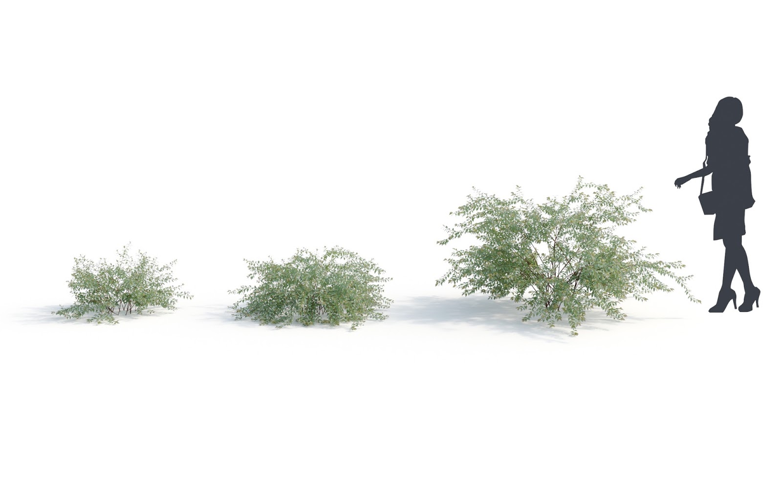 How To Grow Abelia The Garden Of Eaden