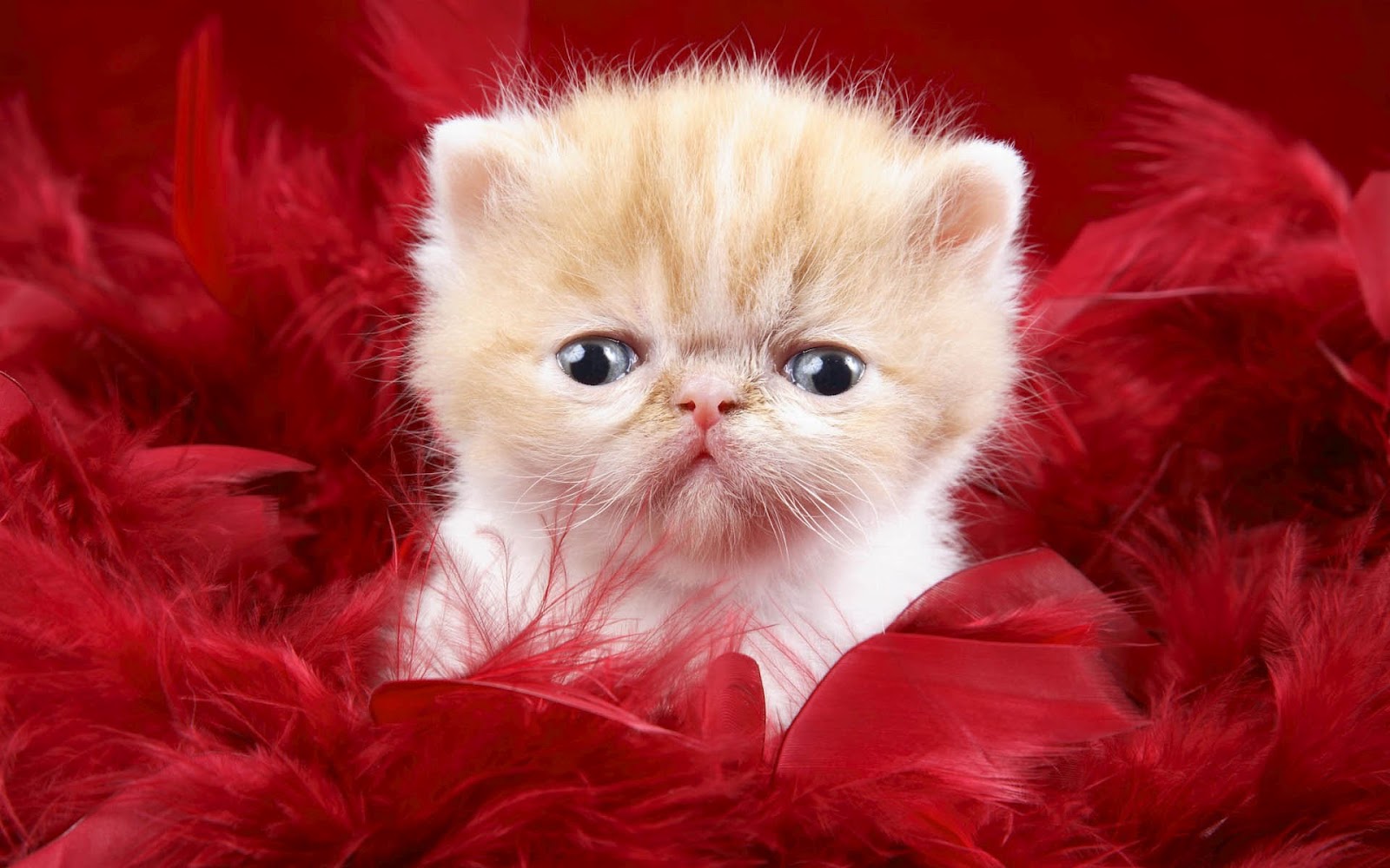 Cute Cat HD Desktop Wallpaper | Best HD Desktop Wallpapers