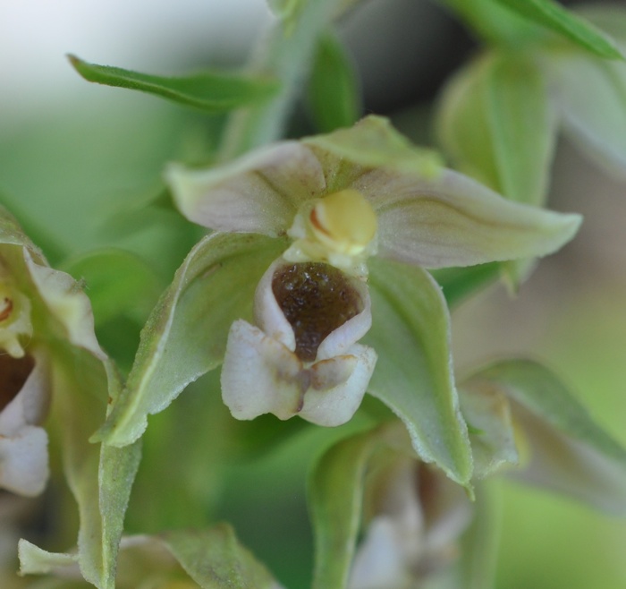 Epipactis à labelle etroit Epipactis à labelle etroit