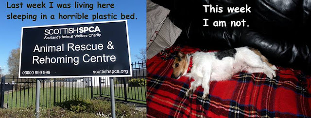 SSPCA Hamilton rescue dog