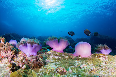 Foto van paarse koralen rondom Ko Lipe