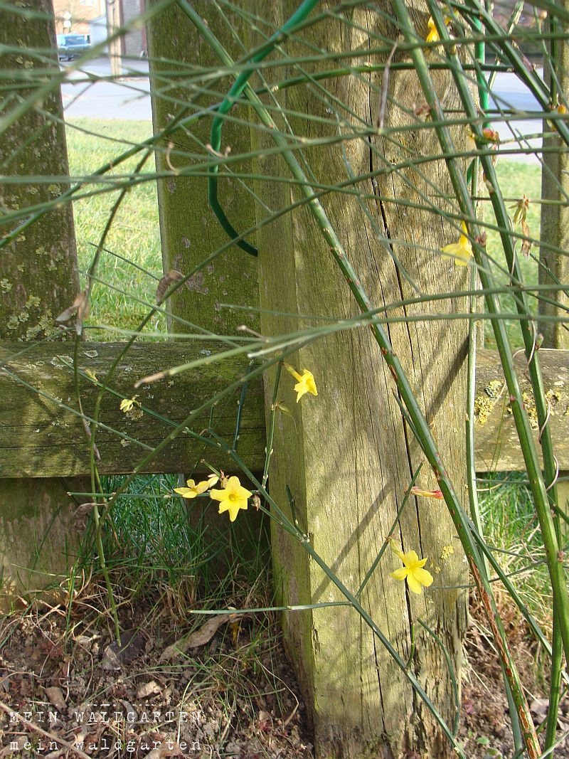 Mein Waldgarten Fortschritte Im Garten Und Moos Rasen