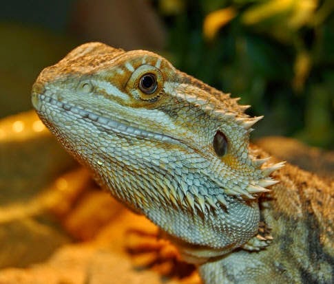 bearded dragon healthy and happy