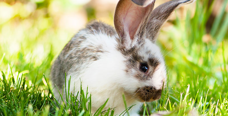 Pourquoi mon lapin a une oreille qui tombe ? - Blog